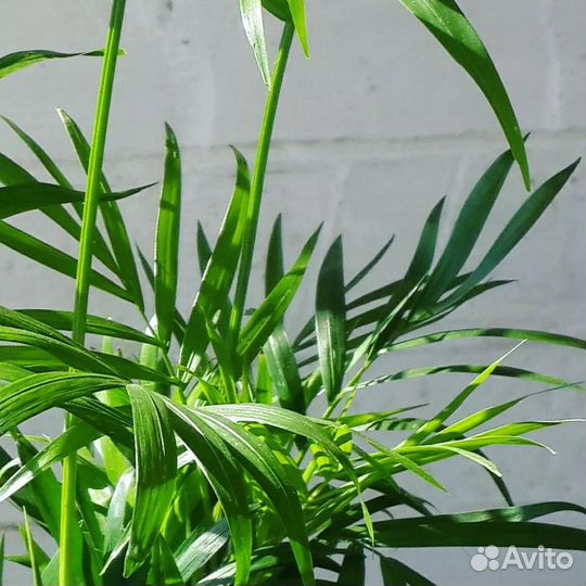 Пальма Хамедорея