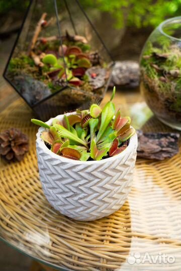 Дионея венерина мухоловка