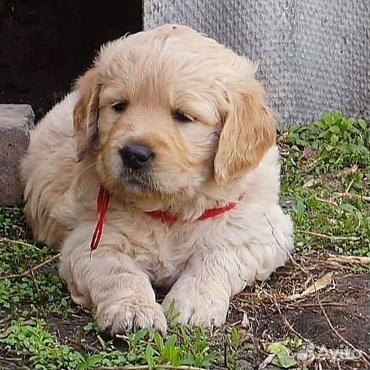 Ретривер.щенки