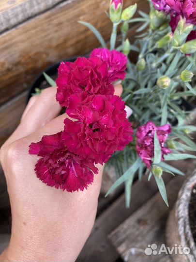 Гвоздика вегетативная махровая
