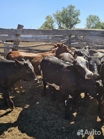 Телки живым весом