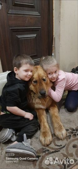 Тибетский мастиф