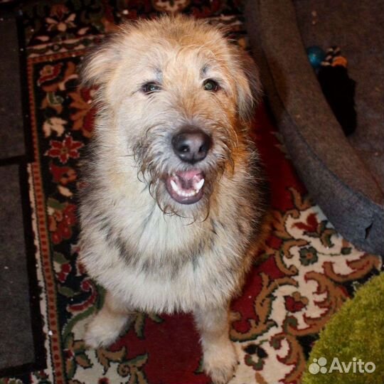 Собака Тэди пушистый ищет дом
