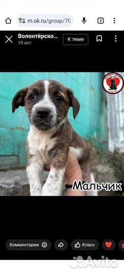 Щенок мальчик