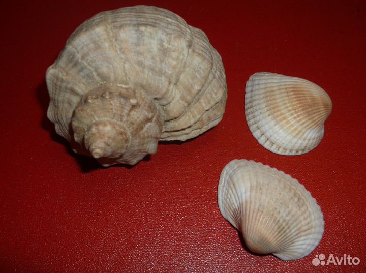 Ракушки 4 больших