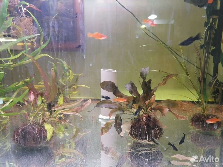 Аквариумные растения