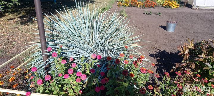 Декоративное растение для украшения сада