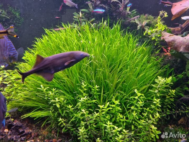 Аквариумные растения:Японская бликса, буцефаландра