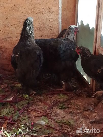 Молодые петушки породы брама