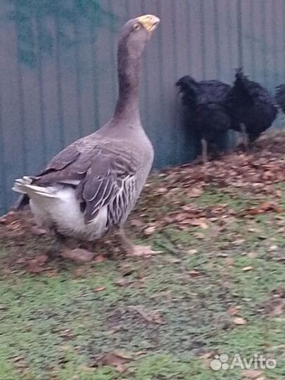 Гуси перияр