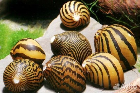 Аквариумные улитки более 15 видов