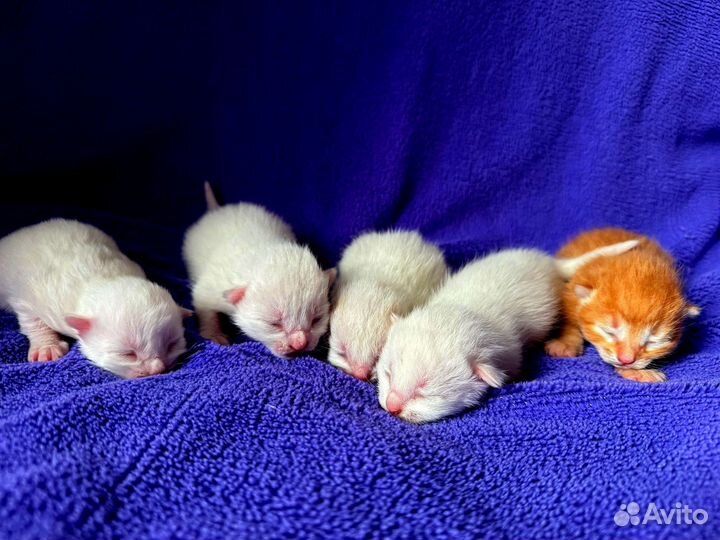 Котята