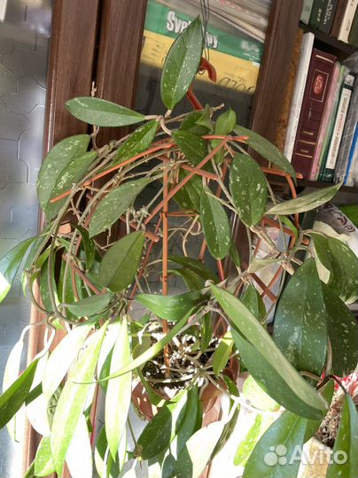 Хойя взрослая