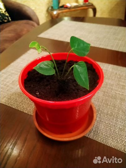 Цветочный горшок пластиковый