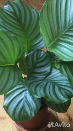 Калатея Орфиболия