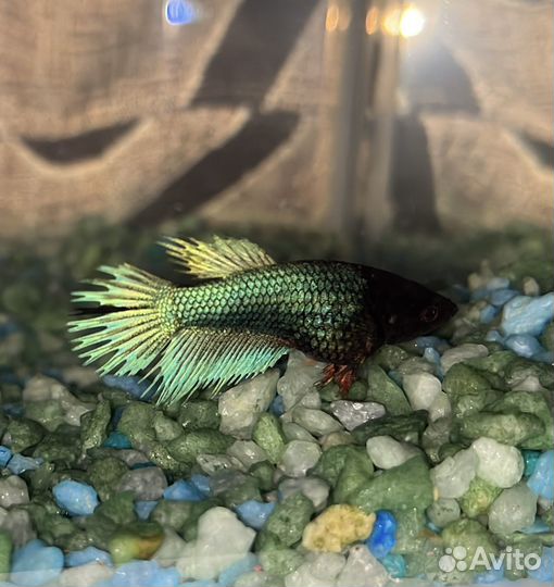 Рыбка петушок самка