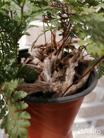 Давалия (папоротник )