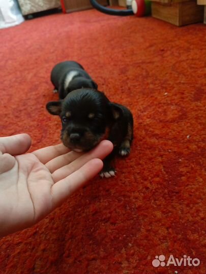 Щенки чехуахуа