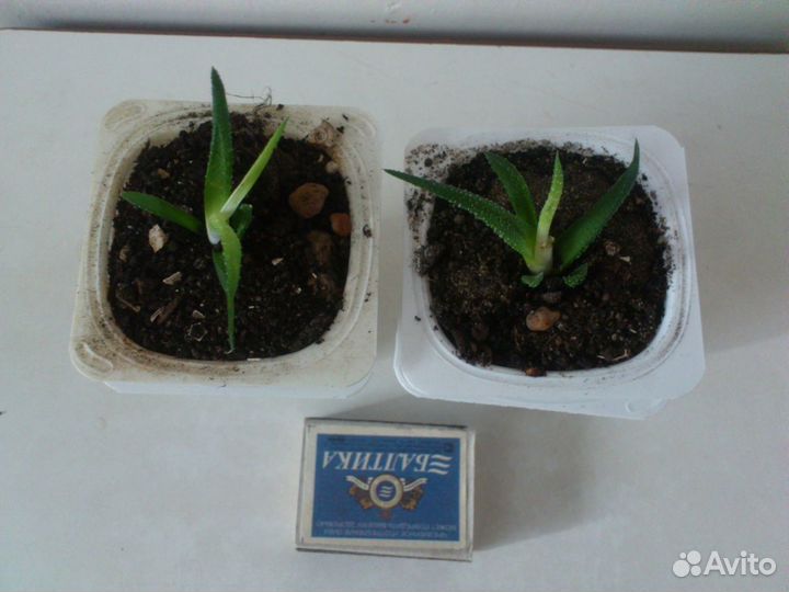 Крассула Хоббит, Хавортия, Крассула, Алоэ