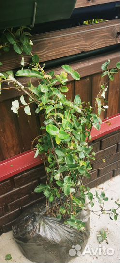 Жимолость каприфоль