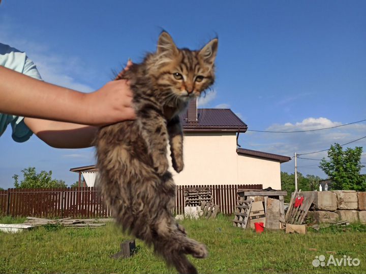 Котята в добрые руки мальчики мейкун смешанный