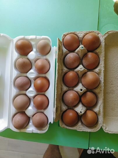 Домашние куриные яйца