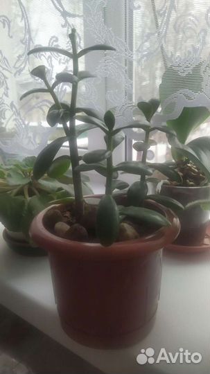 Денежное дерево, толстянка