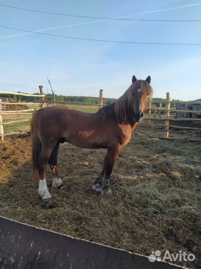 Жеребец на племя