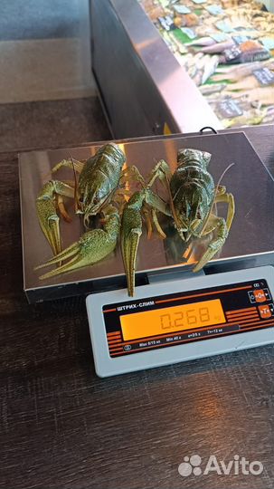 Рак Живой в наличии варим под заказ