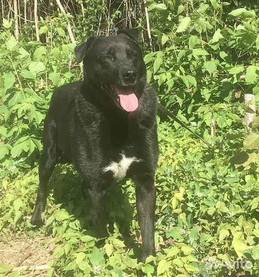 Просто милый смешной Тобик