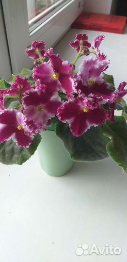 Сортовые фиалки