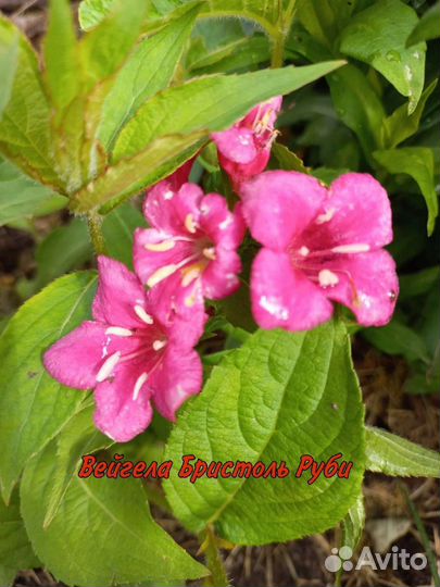 Садовые саженцы