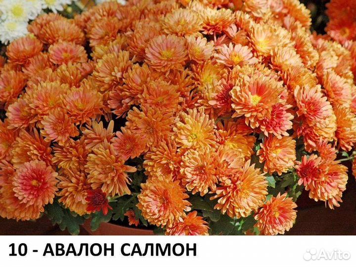 Хризантема мультифлора