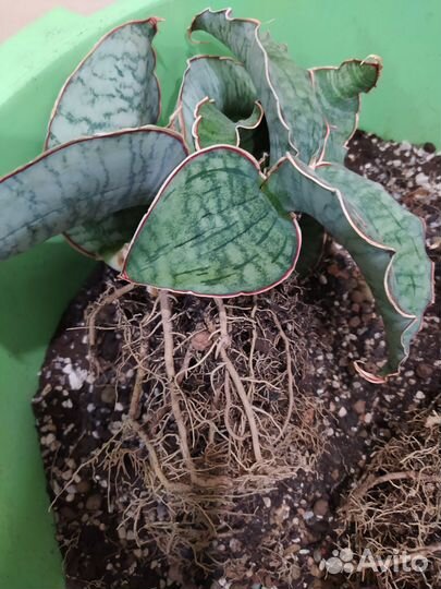 Сансевиерия кирки сильвер блю