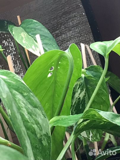 Эпипремнум пиннатум вайт