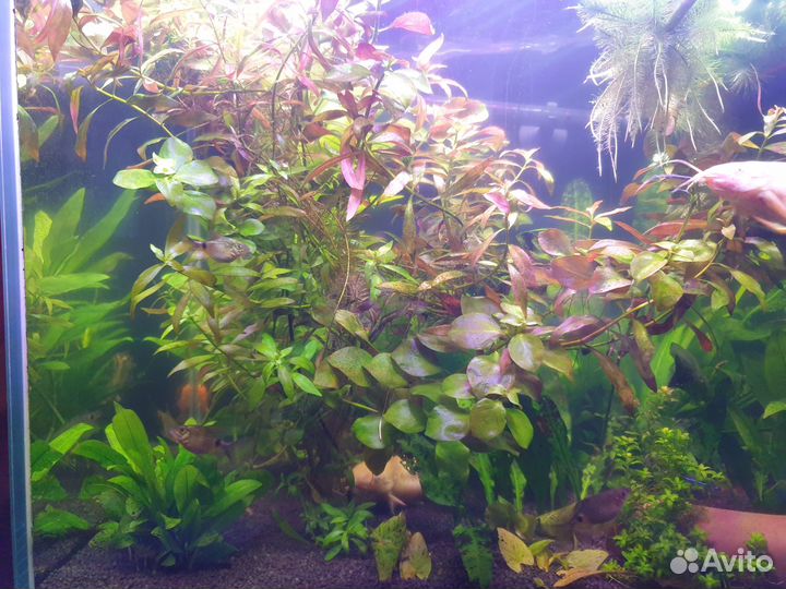 Аквариумные растения