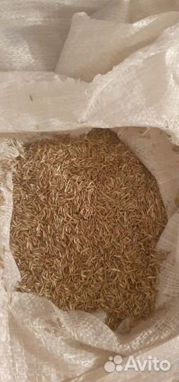 Семена трав оптом