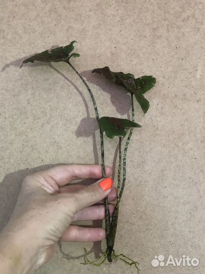 Цитросперма Cyrtosperma Johnstonii