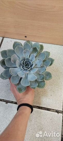 Молодило каменная роза