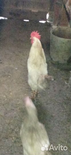 Петух молодой