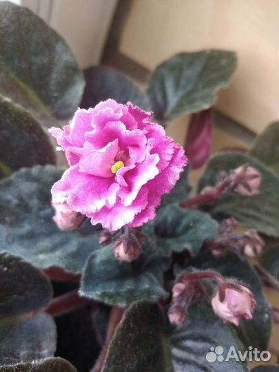 Сортовые фиалки