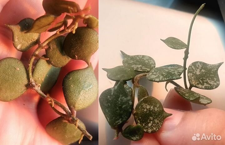Хойя куртиси