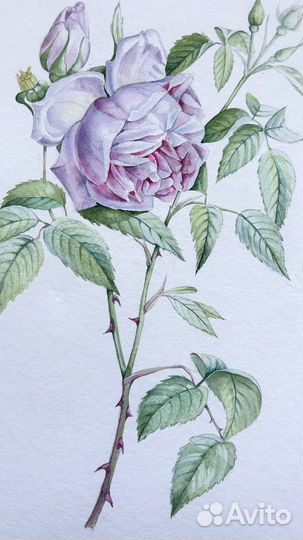 Роза. Ботаническая акварель