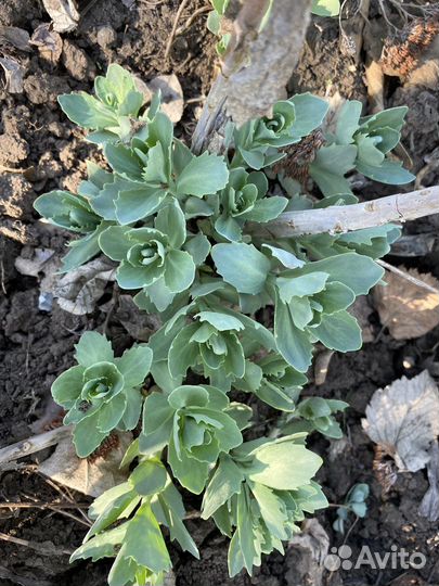 Очиток почвопокровный, очиток видный цветы