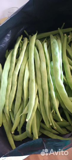 Фасоль стручковая
