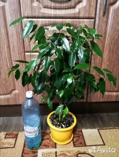 Фикусы