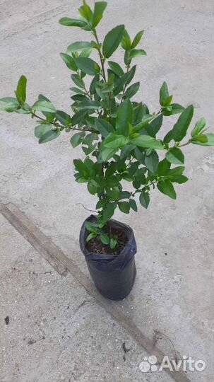 Пирроканта