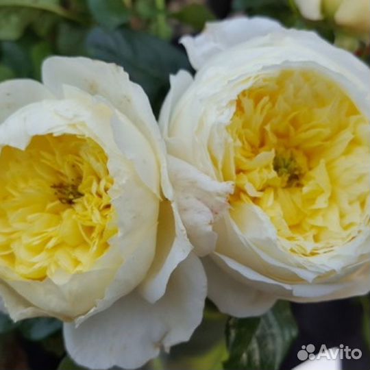 Роза Амнестик Интернациональ шраб