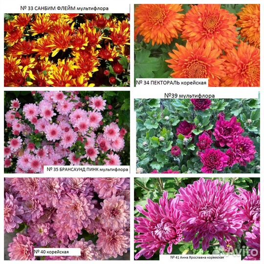 Хризантемы и др