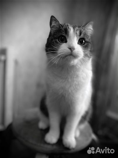 Кот в добрые руки